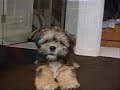 Mr Wendle puppy Lhasa Apso