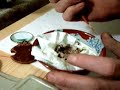 Feeding Baby Hummingbird