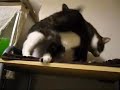 あそぼ!2