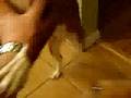 Basenji video