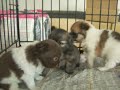 本当に可愛いチワワ＆ポメラニアンのミックス犬！
