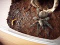 Brachypelma albopilosum vs Tenebrio molitor