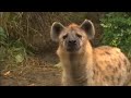 seeing spots?  spotted hyenas debut