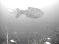 Irish Boglake Fishing, Sheelin catchment