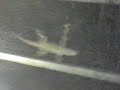 lizard