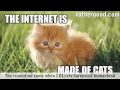 The Internet Is Made Of Cats