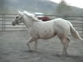 extended invitation filly