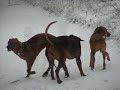 Rhodesian Ridgeback Heide- Spaziergang Dresden 12.05 Rhodesian Ridgeback Heide- Spaziergang Dresden 12.05