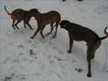 Rhodesian Ridgeback Heide- Spaziergang Dresden 12.05