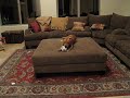Dex being naughty on the furniture