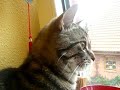 Was Katzen wirklich denken