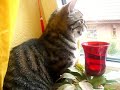 Was Katzen wirklich denken