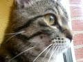 Was Katzen wirklich denken