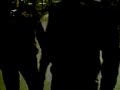 Arklar Oyun Oynarken �ekildi