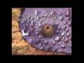 videos de وحدة ، ألم ، وفراق الأحبة ( A.S ).wmv