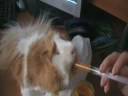 Li Loulou le cochon d\