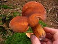 Fungi Fungi