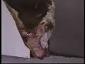 Earthlings - carne 1