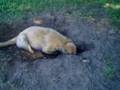 Haley Rensel plays outside with Sierra