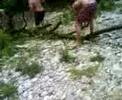 souche 2 souche 2