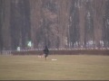 21.03 Afghan Hound p2.wmv