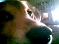 Lucky loves being bothered :) Lucky loves being bothered :)