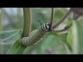 Front Yard Footage (HD) Canon HV20