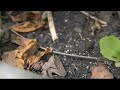 Front Yard Footage (HD) Canon HV20