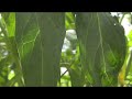 Front Yard Footage (HD) Canon HV20