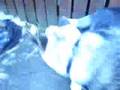 Akita and pits