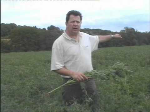how to care for lupins after flowering