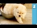 Chow Puppy Can't Get Out Of Bowl