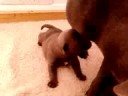 BLUE STAFFY PUPS 3 WKS OLD STAFFORDSHIRE BULL TERRIER BLUE STAFFY PUPS 3 WKS OLD STAFFORDSHIRE BULL TERRIER