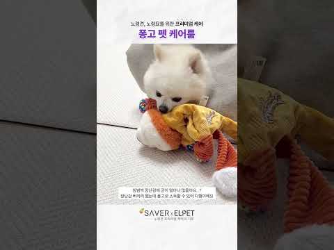 UV살균으로 강아지 용품 소독 걱정 끝!