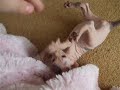 Mozart and foot Mozart and foot