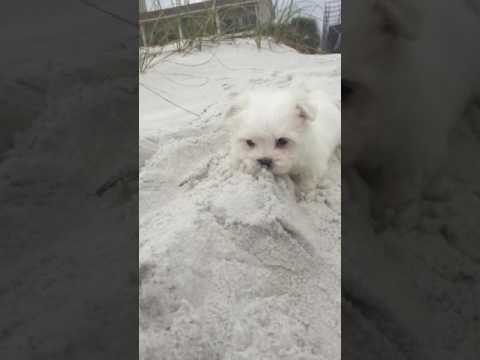 Bentley loves exploring and showing love