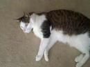 Sylvester test