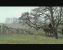 Four Shires Bloodhounds - Tissington Hall Meet