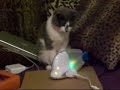 Maisy the Kitten Experiences the I-Fish Maisy the Kitten Experiences the I-Fish