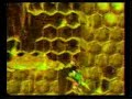Donkey Kong Country 2 [SNES - BETA PREVIEW]