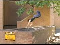 Tyson Cecka UW Parkour 06