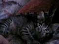 Epi jugando Epi jugando