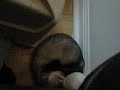 funny ferret falling asleep