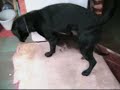 crazy dog humping cat footage crazy dog humping cat footage