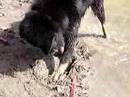 Chembo Chi - the Tibetan Mastiff