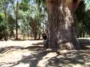 Giant Gum Attack