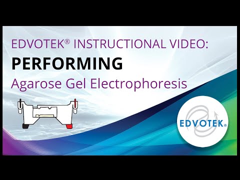 how to perform gel electrophoresis