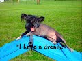 i never spent much time training bocelli.  i didn't think i would have the patience due to owning two border collies.  i only taught him to sit and wait... like wait before you can eat or get out of the car and such; that's it.  he's only known for being good at sleeping on all the agility equipment which i made a video of.

http://www.youtube.com/watch?v=lgn31kbhbqi
  
well, he surprised me.  the last few days i've been doing a little bit of agility training with him and he's doing fantastic.  he's fast for such a little tyke, but he'll do anything for food.  fyi, he's not a little tyke for a chinese crested... he's 16 pounds.

my first agility trial i ever watched i met lis kristof.  i bonded with her due to the commonality of the love of chinese cresteds.  i always looked forward seeing her as i continued to watch trials and then eventually compete.  she told me that she loved bocelli's dreams of a future agility champion and made that one of her favorite videos.  she has always wanted to meet him, but i never brought him because i thought he would get in the way.

in april at an agility trial, i asked lis how she was doing and was shocked that she told me that she had three weeks to live.  my heart just sank and i did everything i could not to break into tears.  i told her later that day after she won adch with diva that i would bring bocelli the next day so she could finally meet him.

lis met bocelli that day and loved on him.  after the award celebration for diva's adch, i told lis that someday i would compete with bocelli and do it in her memory.  she said do it for the chinese cresteds.

so, all you usdaa chinese cresteds... watch out, mr. bochel is coming out!

enjoy the video!