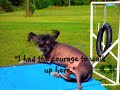 i never spent much time training bocelli.  i didn't think i would have the patience due to owning two border collies.  i only taught him to sit and wait... like wait before you can eat or get out of the car and such; that's it.  he's only known for being good at sleeping on all the agility equipment which i made a video of.

http://www.youtube.com/watch?v=lgn31kbhbqi
  
well, he surprised me.  the last few days i've been doing a little bit of agility training with him and he's doing fantastic.  he's fast for such a little tyke, but he'll do anything for food.  fyi, he's not a little tyke for a chinese crested... he's 16 pounds.

my first agility trial i ever watched i met lis kristof.  i bonded with her due to the commonality of the love of chinese cresteds.  i always looked forward seeing her as i continued to watch trials and then eventually compete.  she told me that she loved bocelli's dreams of a future agility champion and made that one of her favorite videos.  she has always wanted to meet him, but i never brought him because i thought he would get in the way.

in april at an agility trial, i asked lis how she was doing and was shocked that she told me that she had three weeks to live.  my heart just sank and i did everything i could not to break into tears.  i told her later that day after she won adch with diva that i would bring bocelli the next day so she could finally meet him.

lis met bocelli that day and loved on him.  after the award celebration for diva's adch, i told lis that someday i would compete with bocelli and do it in her memory.  she said do it for the chinese cresteds.

so, all you usdaa chinese cresteds... watch out, mr. bochel is coming out!

enjoy the video!