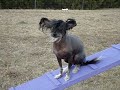 i never spent much time training bocelli.  i didn't think i would have the patience due to owning two border collies.  i only taught him to sit and wait... like wait before you can eat or get out of the car and such; that's it.  he's only known for being good at sleeping on all the agility equipment which i made a video of.

http://www.youtube.com/watch?v=lgn31kbhbqi
  
well, he surprised me.  the last few days i've been doing a little bit of agility training with him and he's doing fantastic.  he's fast for such a little tyke, but he'll do anything for food.  fyi, he's not a little tyke for a chinese crested... he's 16 pounds.

my first agility trial i ever watched i met lis kristof.  i bonded with her due to the commonality of the love of chinese cresteds.  i always looked forward seeing her as i continued to watch trials and then eventually compete.  she told me that she loved bocelli's dreams of a future agility champion and made that one of her favorite videos.  she has always wanted to meet him, but i never brought him because i thought he would get in the way.

in april at an agility trial, i asked lis how she was doing and was shocked that she told me that she had three weeks to live.  my heart just sank and i did everything i could not to break into tears.  i told her later that day after she won adch with diva that i would bring bocelli the next day so she could finally meet him.

lis met bocelli that day and loved on him.  after the award celebration for diva's adch, i told lis that someday i would compete with bocelli and do it in her memory.  she said do it for the chinese cresteds.

so, all you usdaa chinese cresteds... watch out, mr. bochel is coming out!

enjoy the video!